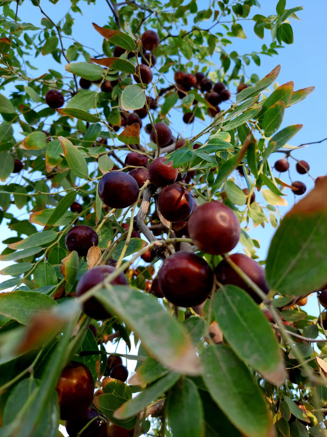 Jujube-Baum mit reifen, rotbraunen Früchten und grünen Blättern – natürliche Quelle des langlebigen und nachhaltigen Jujubeholzes.