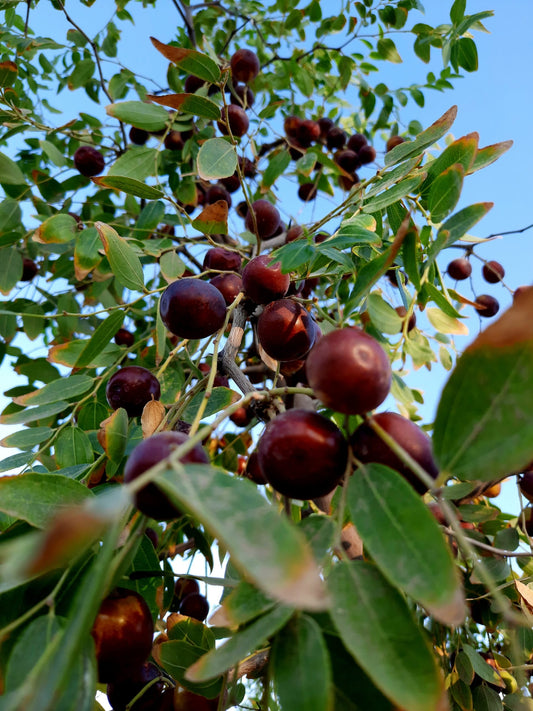 Jujube-Baum mit reifen, rotbraunen Früchten und grünen Blättern – natürliche Quelle des langlebigen und nachhaltigen Jujubeholzes.